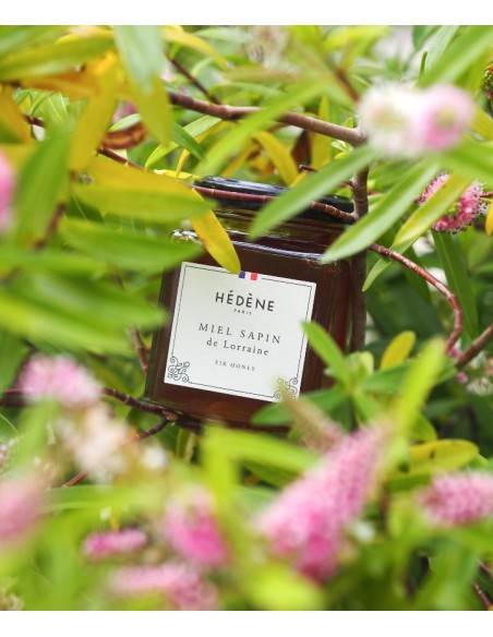 Fir Honey from Lorraine harvested in France