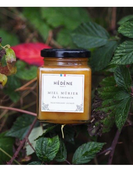 Miel Mûrier du Limousin récolté en France