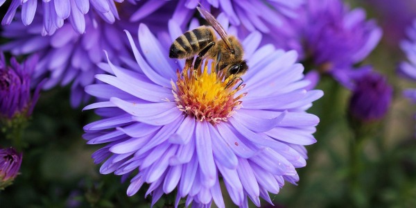 Que sommes-nous sans les abeilles ?
