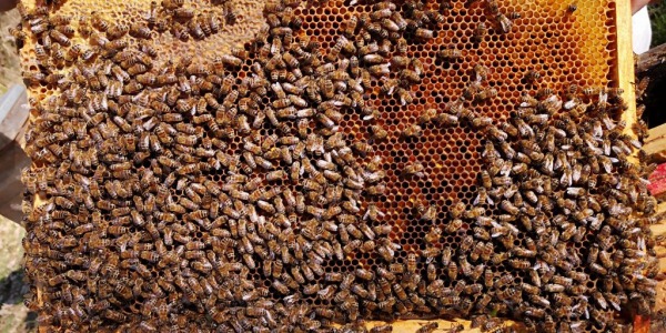 Retour sur 2019 où le miel s’est fait très rare